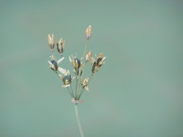 Nothoscordum borbonicum